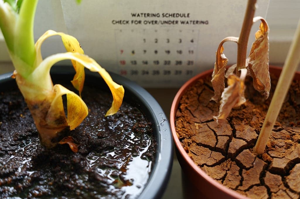 Rega correta de plantas