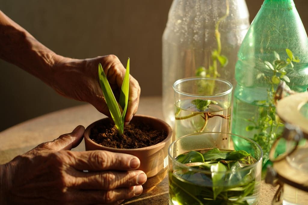 Fazer mudas a partir de restos