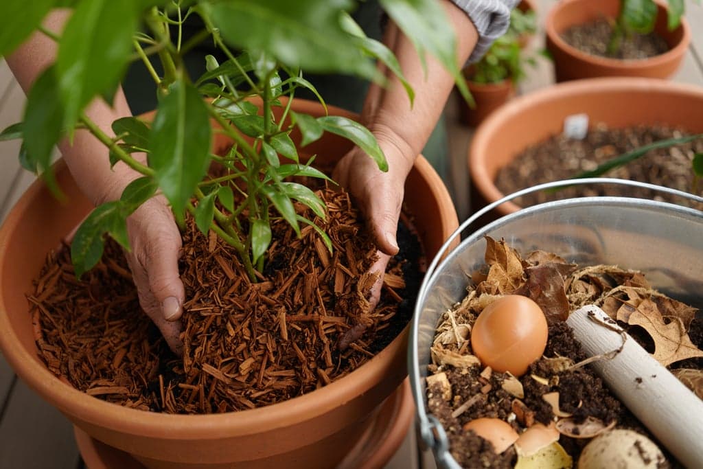 Saúde do solo em vasos