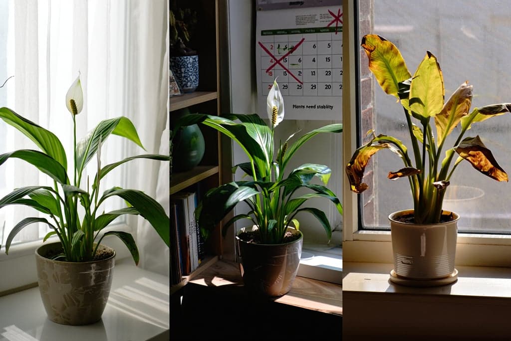 Troca de vaso e estresse de plantas