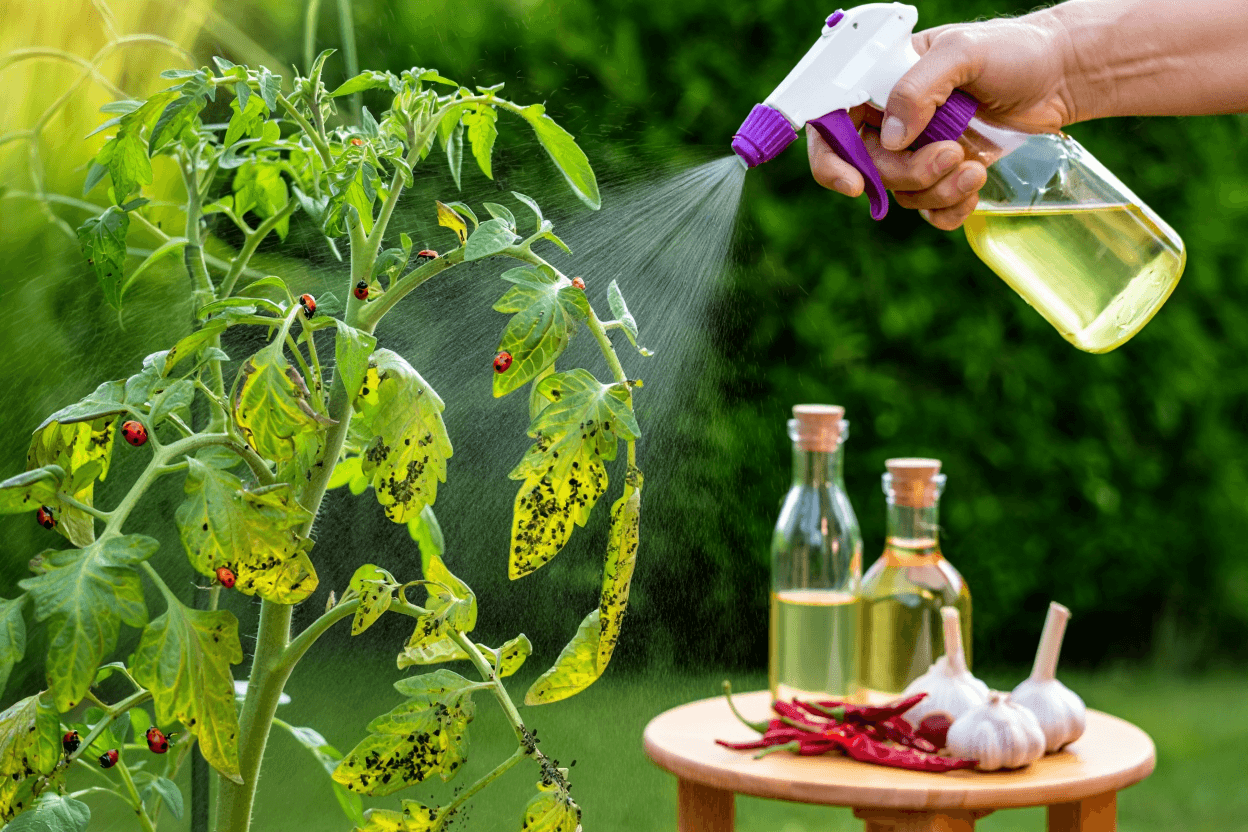 Jardim Sob Ataque? Veja Como Eliminar Pragas Sem Agrotóxicos