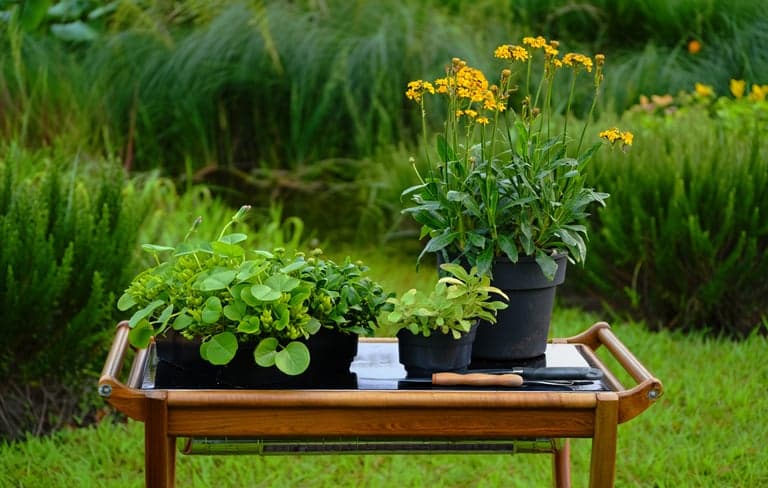 Manejo inteligente de pragas